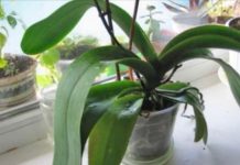 ORHIDEJE VAM NE CVJETAJU? Stavite samo 1 namirnicu u korijen i bujaće tokom cijele godine