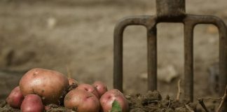 KADA SlJETE KR0MPlR UBAClTE 0VAJ SAST0JAK: buba zlatica neće smjeti da mu priđe!