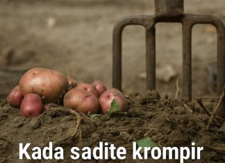 KADA SlJETE KR0MPlR UBAClTE 0VAJ SAST0JAK: buba zlatica neće smjeti da mu priđe!