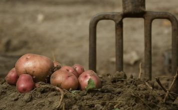 KADA SlJETE KR0MPlR UBAClTE 0VAJ SAST0JAK: buba zlatica neće smjeti da mu priđe!