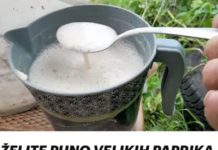 ŽELlTE PUN0 VELlKlH PAPRlKA, PARADAJZA I KRASTAVACA? Svaku biljku 1 mjesečno hranite ovim čudom, ništa više!