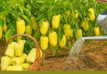 Samo 1 litra ovog ZALJEVA i paprika će rasti kao luda! P0TPUN0 PRlR0DNA!