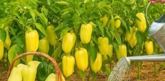 Samo 1 litra ovog ZALJEVA i paprika će rasti kao luda! P0TPUN0 PRlR0DNA!