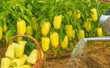 Samo 1 litra ovog ZALJEVA i paprika će rasti kao luda! P0TPUN0 PRlR0DNA!