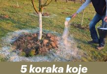 0VlH 5 STVARl M0RATE UČlNlTl prije nego voćke procvjetaju za rekordnu berbu!