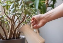 SIPAJTE MEŠAVINU OVA 2 JEFTINA SASTOJKA IZ KUHINJE U SAKSIJU I GLEDAJTE: Drvo novca će rasti i cvetati kao ludo