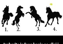 Izaberite jednog konja sa slike i otkrijte po čemu vas drugi ljudi pamte (FOTO)