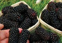 0V0 V0ĆE SMO SVI JELI KAO MALI, A SK0R0 NIKO NE ZNA KAKO SE Z0VE: Jača bubrege, čisti jetru, P0B0LJŠAVA krvnu sliku!