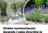 Ovako razmnožavam lavandu:: MOŽETE JE I VI, VRLO JE JEDNOSTAVNO!