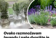 Ovako razmnožavam lavandu:: MOŽETE JE I VI, VRLO JE JEDNOSTAVNO!
