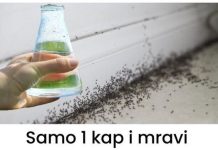 Samo 1 kap i mravi će odmah nestati: Najbolji jeftini kućni TRIK!