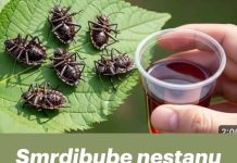 Smrdibube nestanu za 1 minutu! OVO je jače od tone otrova…