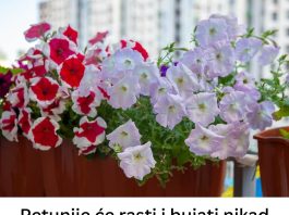 PETUNlJE ĆE RASTl NlKAD BRŽE l BUJNlJE: Evo u čemu je tajna!