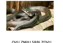 OVU ZMIJU SRBI ZOVU ČUVARKUĆA, IZLAZI SAMO U JEDNOM SLUČAJU: Zaledićete se kada čujete razlog njenog pojavljivanja! (FOTO)
