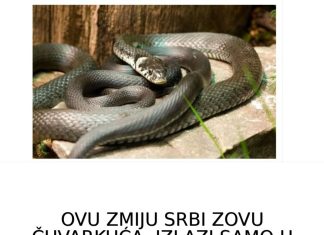 OVU ZMIJU SRBI ZOVU ČUVARKUĆA, IZLAZI SAMO U JEDNOM SLUČAJU: Zaledićete se kada čujete razlog njenog pojavljivanja! (FOTO)