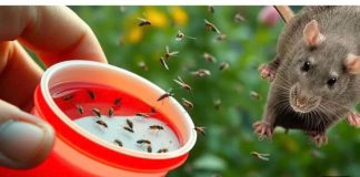 BIO sam glup što nisam znao da samo 1 kap OVOGA odmah tjera komarce, miševe, mrave, moljce! (FOTO)