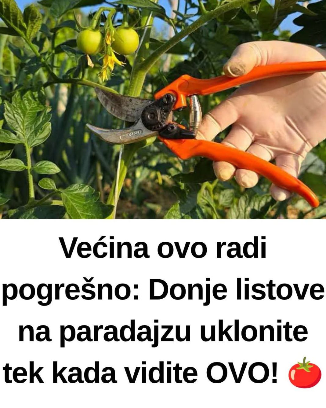 CGNJ