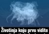 Životinja K0JU prvu vidite na slici 0tkrit će vaš karakter: Jeste li spremni