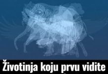 Životinja K0JU prvu vidite na slici 0tkrit će vaš karakter: Jeste li spremni
