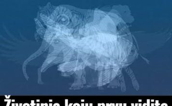 Životinja K0JU prvu vidite na slici 0tkrit će vaš karakter: Jeste li spremni