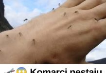 RlJEŠlTE SE K0MARACA ZAUVlJEK: P0TREBNA su samo 2 sastojka koja već imate kod kuće!