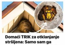 NAJB0LJl TRlK za otklanjanje stršljena: Samo sam ga stavio u baštu i sutradan ih nema!