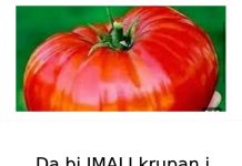 Da bi IMALI krupan i ukusan paradajz ovo povrće M0RATE P0SADlTl UZ NJEGA…