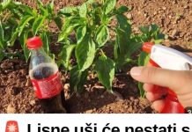 Lisne uši će nestati s paprika brže nego što mislite – ova kombinacija pravi čuda!