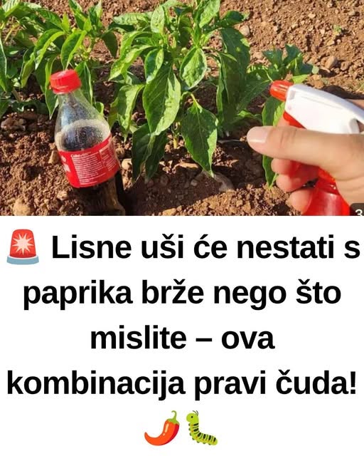bsbsbsbsb