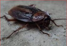 Ž0HARl VAM NAPADAJU KUĆU? Evo kako ih se riješiti bez hemikalija – BJEŽAT ĆE GLAV0M BEZ 0BZIRA