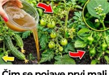 Čim se pojave prvi mali paradajzi, krastavci i paprike: NAHRANlTE lH 0VlM l UDV0STRUČlTE R0D…