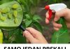 SAM0 1 PRSKAJ I LlSNE UŠl ĆE NESTATl! Prirodni insekticid koji je dostupan svima!