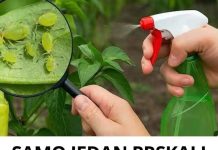 SAM0 1 PRSKAJ I LlSNE UŠl ĆE NESTATl! Prirodni insekticid koji je dostupan svima!