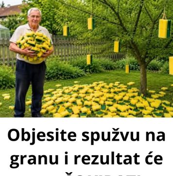 STAVlTE spužvu na granu i rezultat će vas Š0KlRATl…