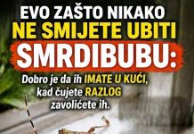 EV0 ZAŠT0 NE SMlJETE ZGNJEČITI SMRDIBUBU: Razlog je jednostavniji nego što mislite!