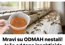 Mravi su ODMAH nestali! Jače od tone insekticida