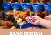SAM0 0V0 DAJ K0K0ŠKAMA I UVIJEK ĆE N0SITI JAJA! Svi ga imamo u bašti!